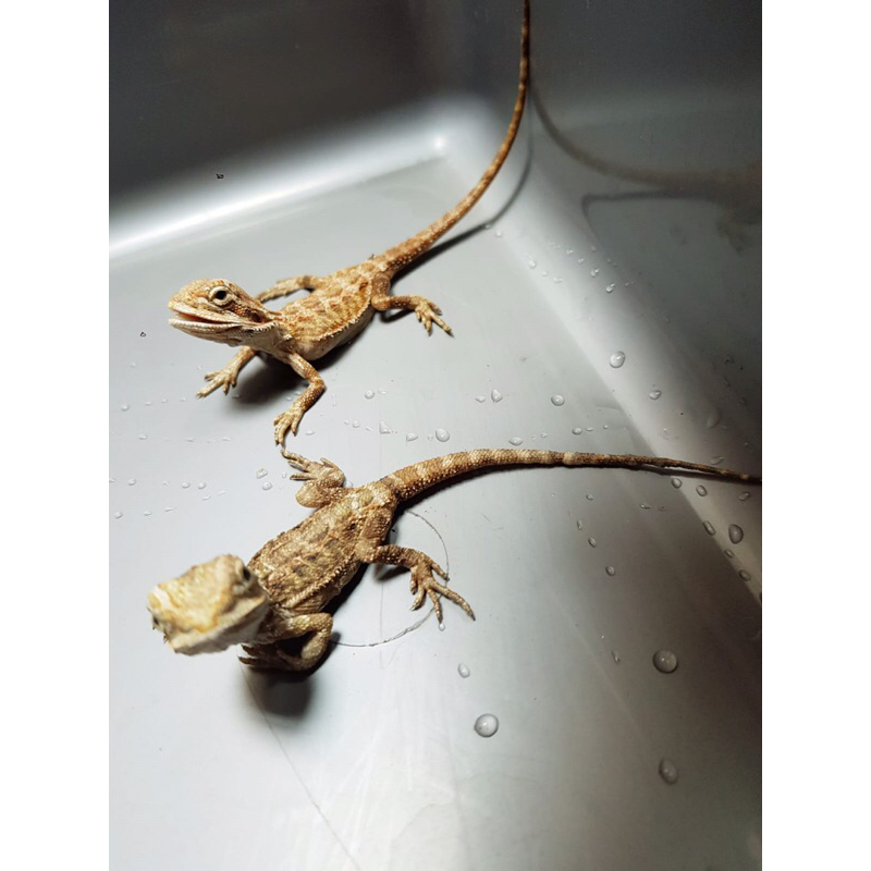 baby bearded dragon hypo trans