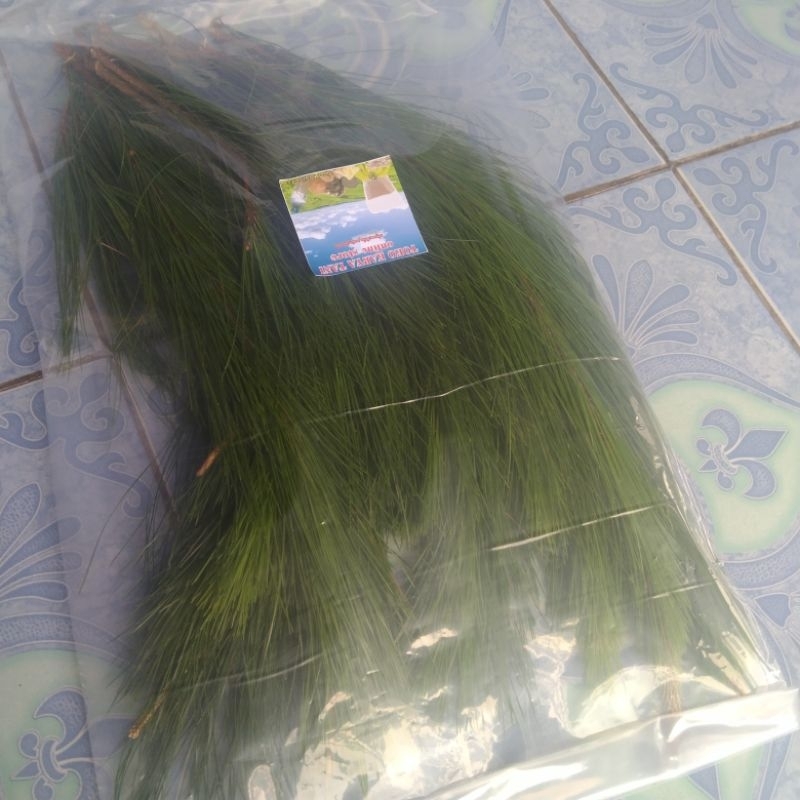 

DAUN PINUS