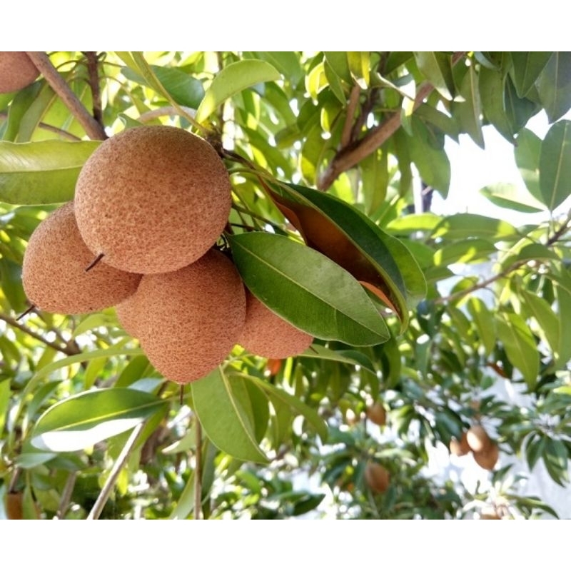 

sawo ,sawo manila ,sawo jawa ,sawo manis ,sawo fres dari kebon