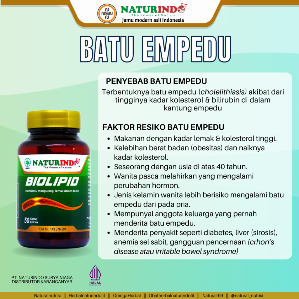 Obat Herbal Batu Empedu Daun Jati Cina Kapsul Jati Belanda Penurun Kolesterol Penurun Lemak Alami Biolipid