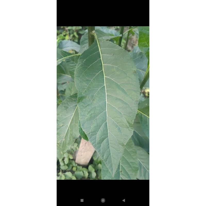 

Daun Afrika Segar