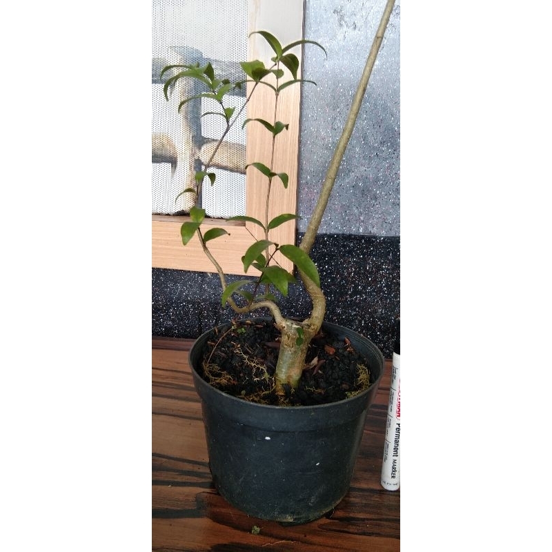 bonsai anting putri bahan