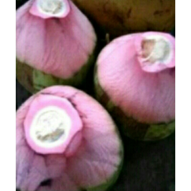 

Buah kelapa hijau/kelapa ijo