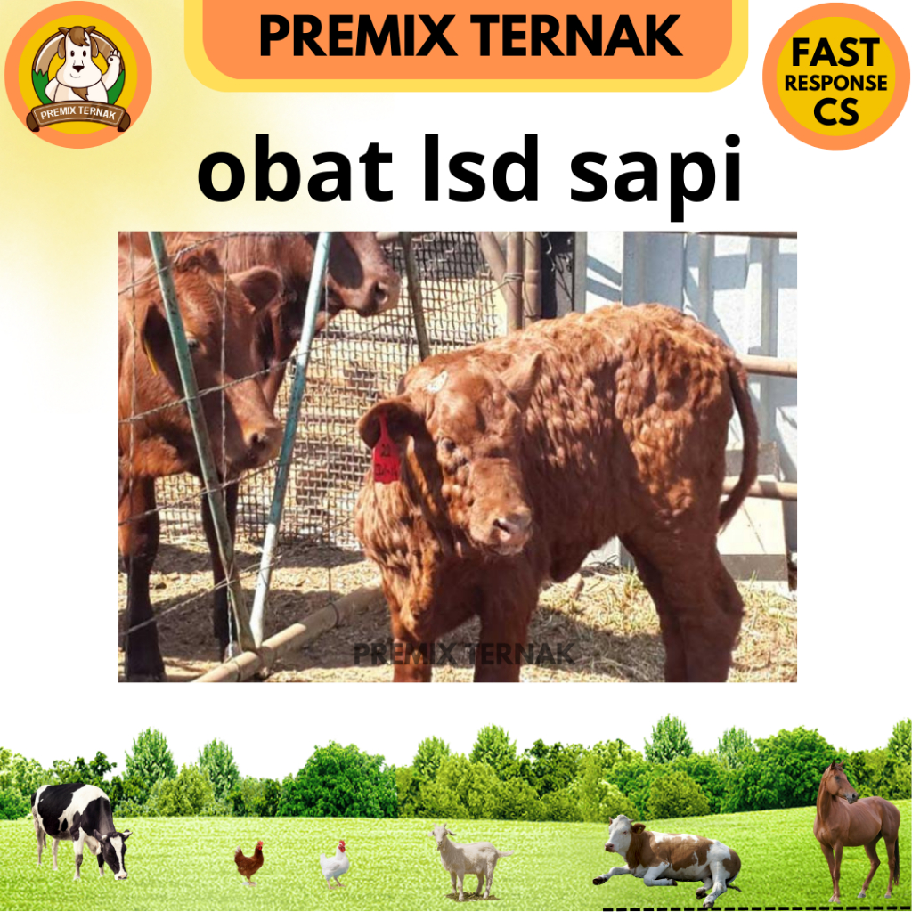 OBAT LSD SAPI AMPUH KOMPLIT - OBAT PENYAKIT KULIT SAPI LSD LUMPY SKIN DESEASE - OBAT SAPI LSD - OBAT SAPI BENTOL BENTOL - OBAT SAPI LATO LATO