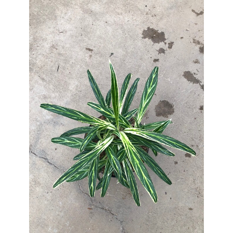 Aglaonema Bambu Rumpun