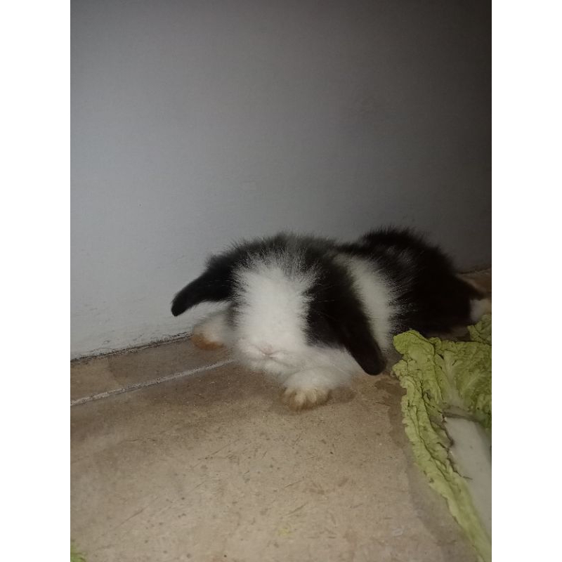 kelinci fuzzy lop