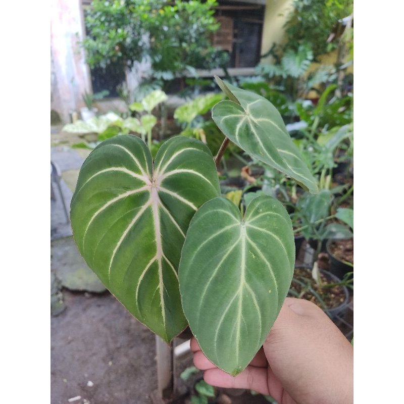 Gloriosum White Veins