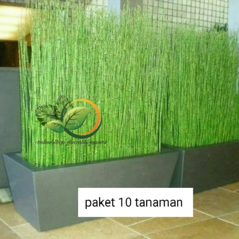 PAKET 10 POLIBEK TANAMAN HIAS BAMBU AIR RIMBUN - BAMBU AIR - TANAMAN PAGAR
