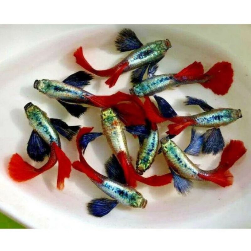 guppy PRTDE perpasang/ platinum red tail dumbo ear