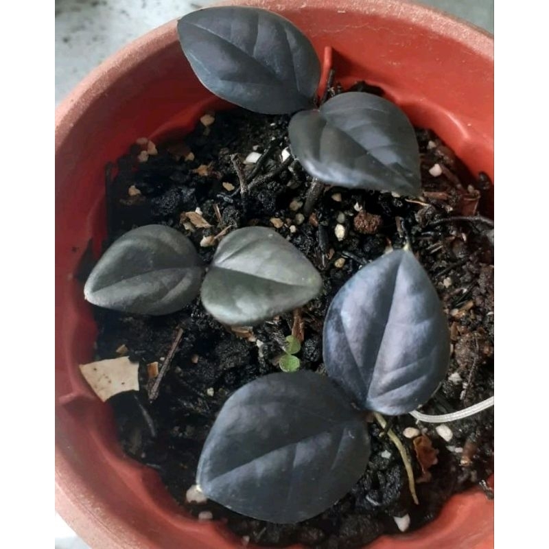 zamia hitam paket