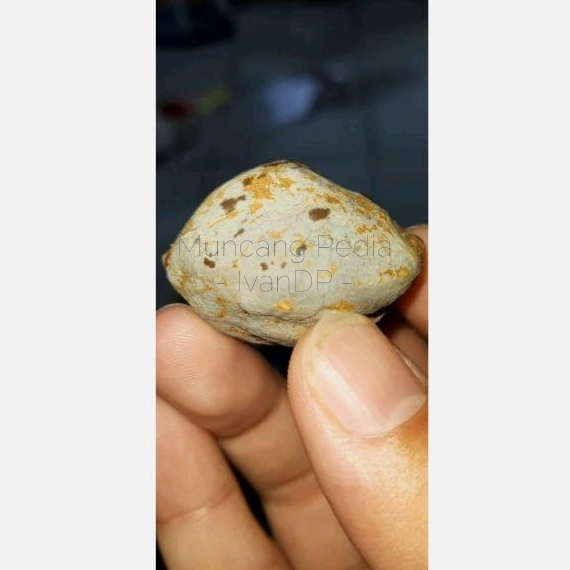 Muncang Adu / Kemiri Wadas ORI MuncangPedia IvanDP