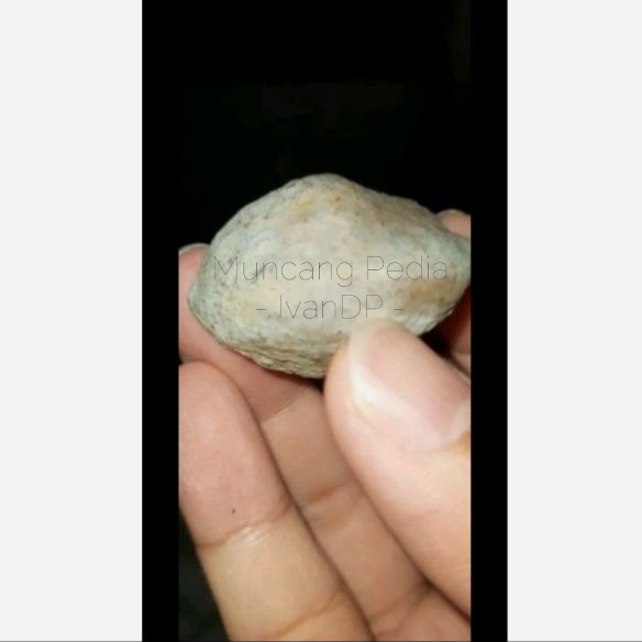 Muncang Adu / Kemiri Nyonyo MuncangPedia IvanDP