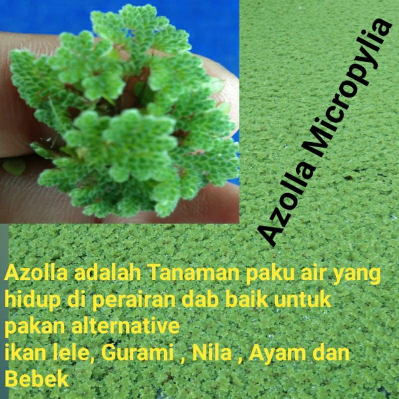Bibit Azolla Micropylia 500 gram
