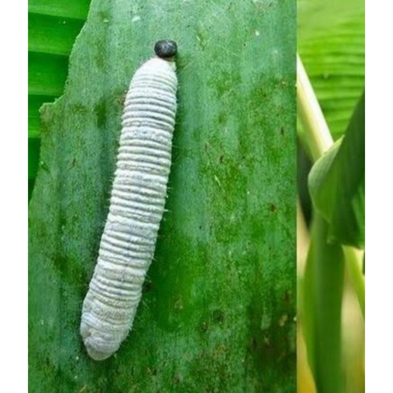 ULAT DAUN PISANG PAKAN BURUNG UMPAN MANCING PER EKOR