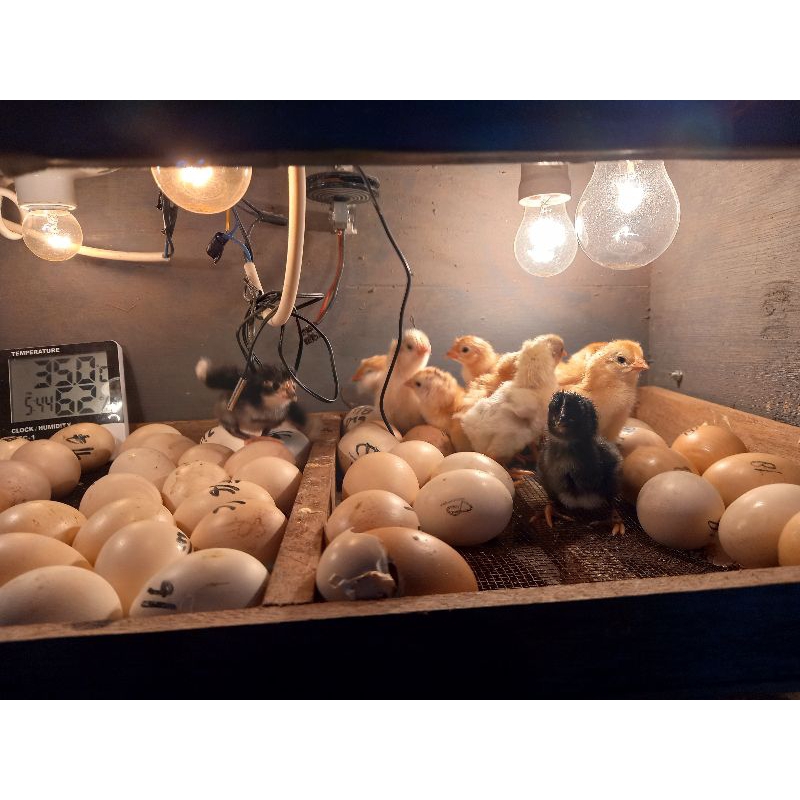 DOC AYAM ULU, DOC AYAM ULU, DOC AYAM KAMPUNG