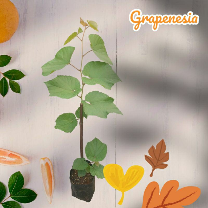 Bibit Rootstock Anggur Import Berkualitas 5BB | SO4 | T5C | IAC572 | 1613C | 140RU | 3309C | RUMYN |