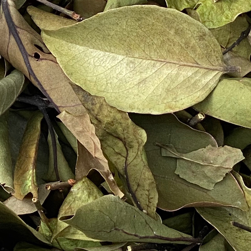 

Daun benalu sendok kering per 1000 gram