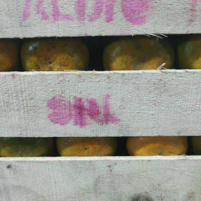 

jeruk siam bali 1 kg