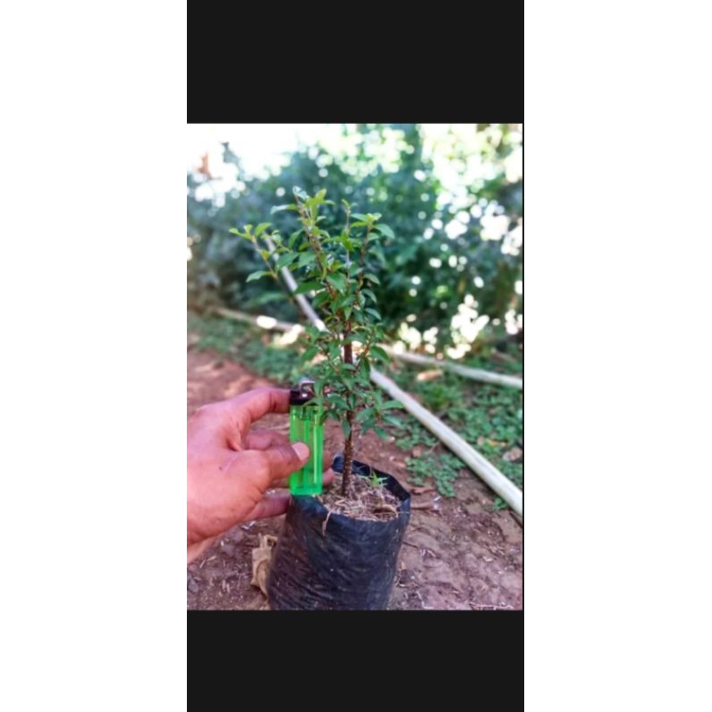 bibit bonsai sakura jepang ori