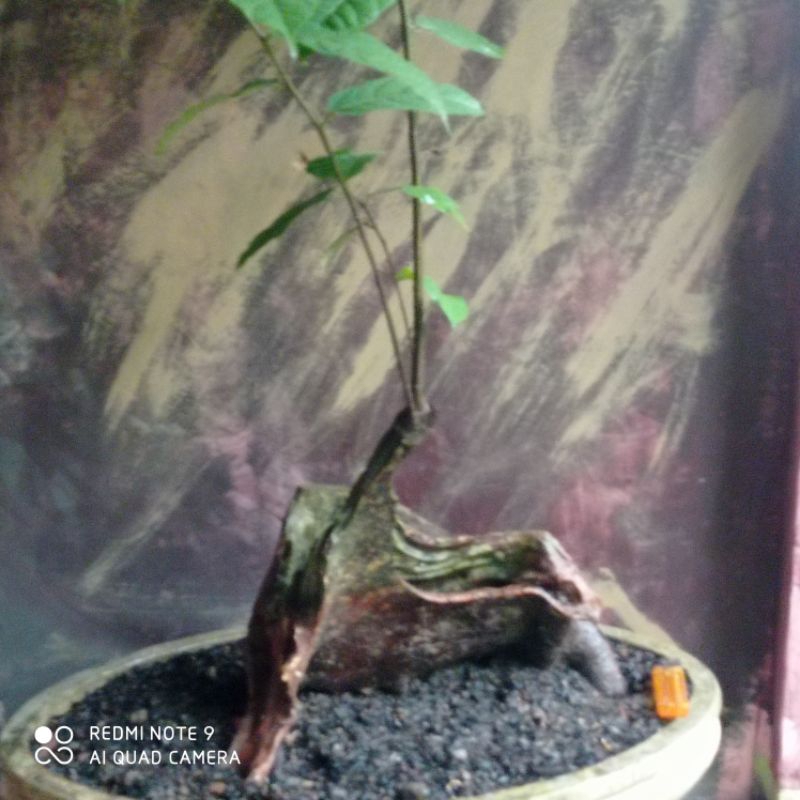 bahan bonsai ampelas hitam realpic