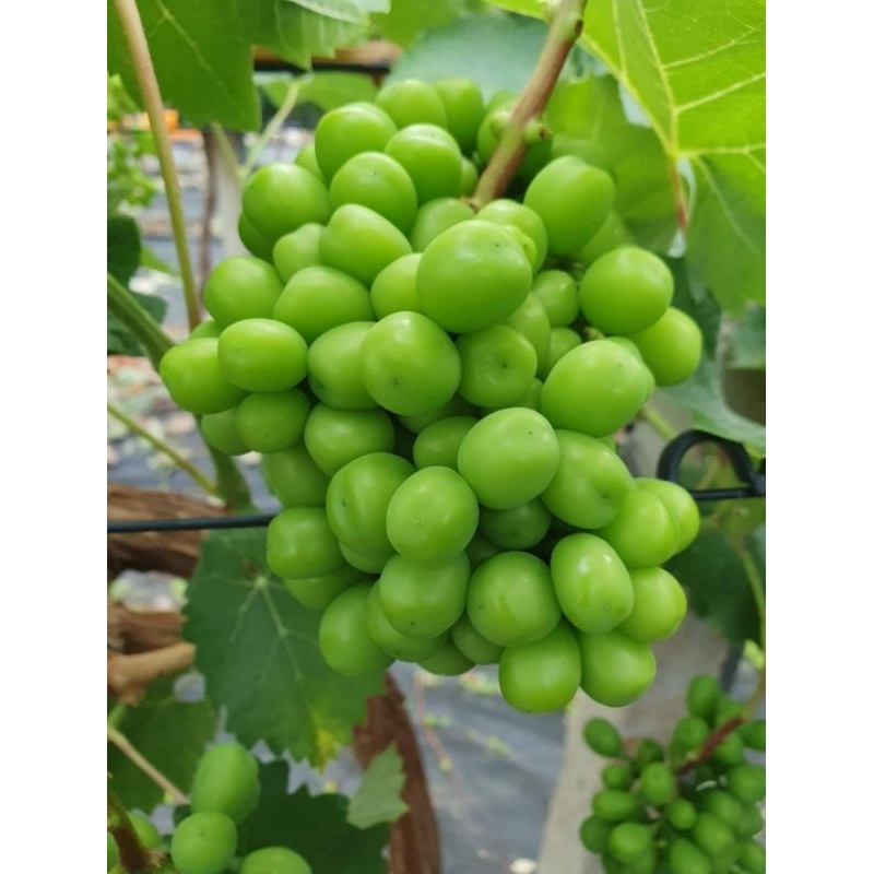 Bibit Anggur Shine Muscat Korea