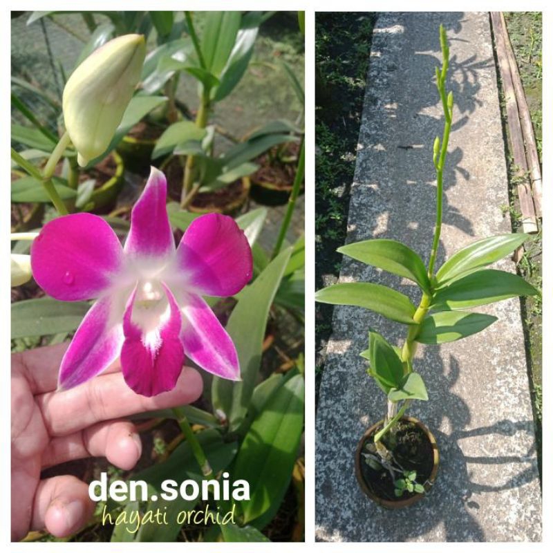 Anggrek Dendrobium Sonia