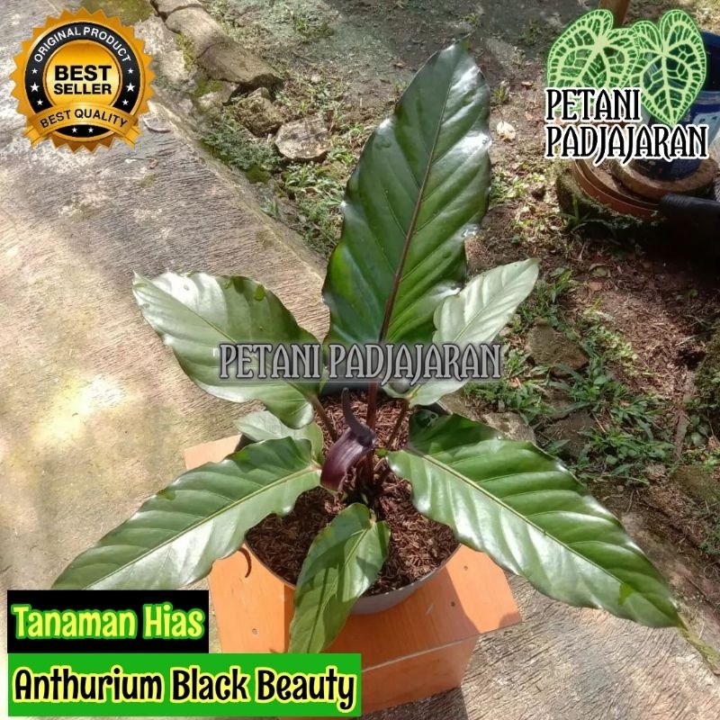Tanaman Hias Anthurium Black Beauty - Anthurium Black Beauty