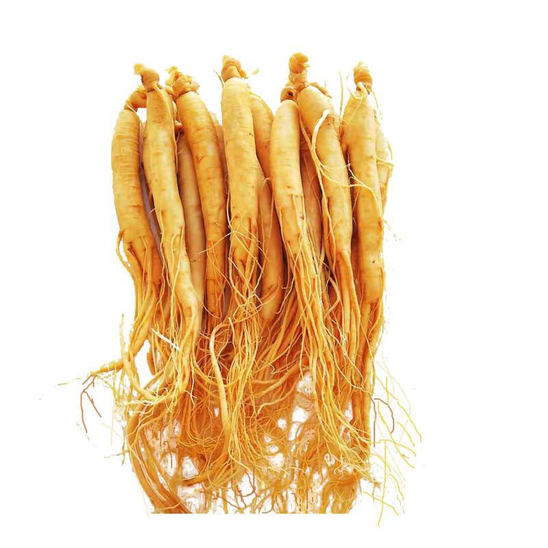 

Akar Ginseng hemat isi 3 berat 30 Gram (COD)