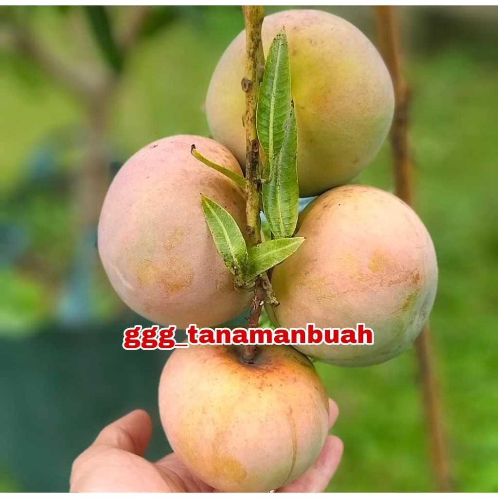 Bibit Mangga Apel Unggul Cepat Berbuah