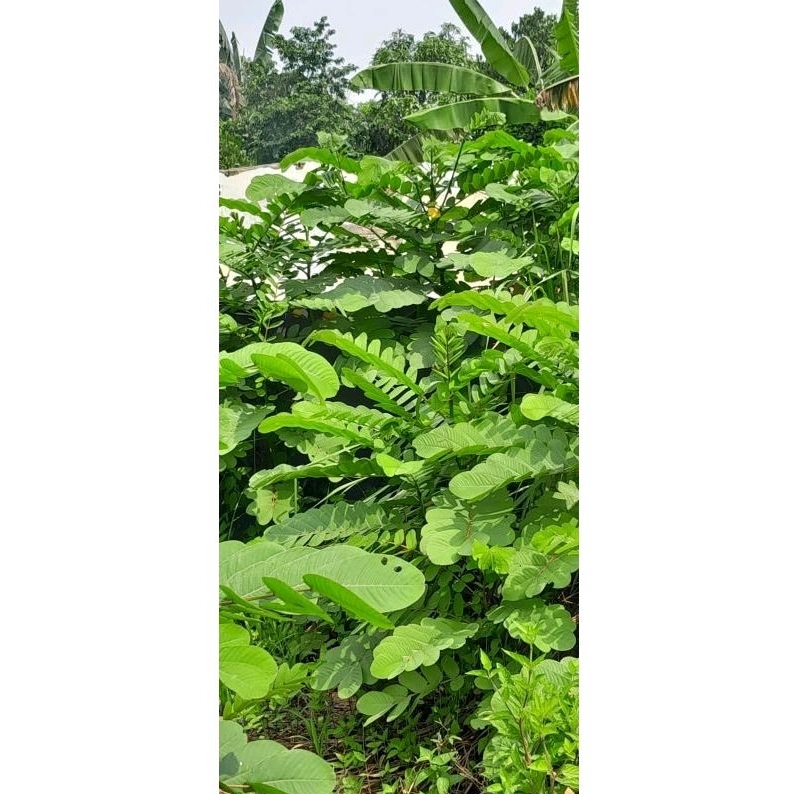 daun ketepeng segar Kupang Gelenggang kimanila 100gr