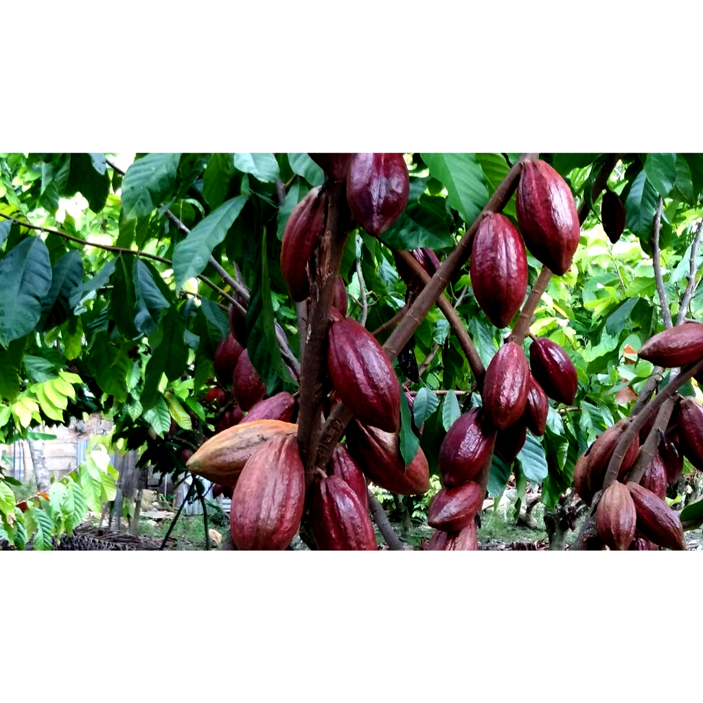 

BUAH KAKAO(C0KLAT)