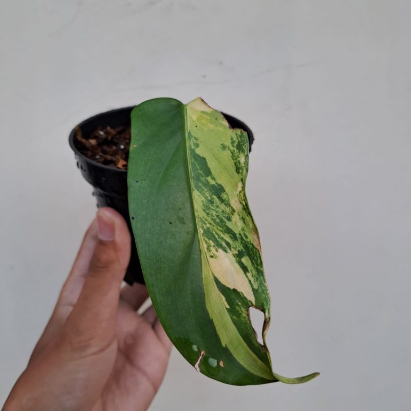 Philodendron Violin Variegata - Tanaman Hias