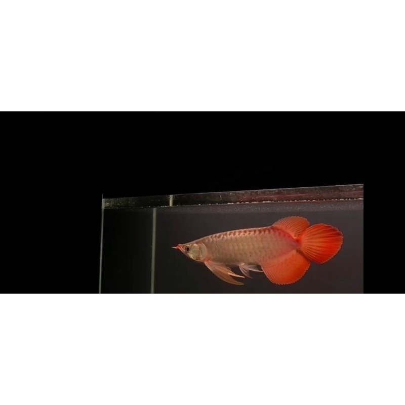 AROWANA SUPER RED CHILI SPEK KONTES KELAS S