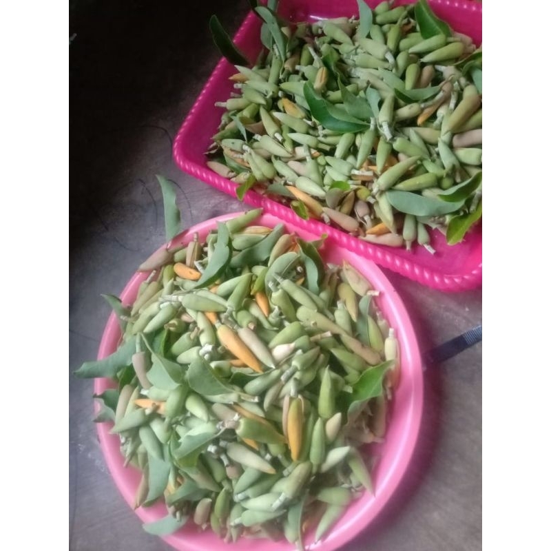 bunga cempaka/ kantil