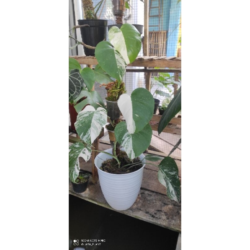 Monstera Variegata White Tiger