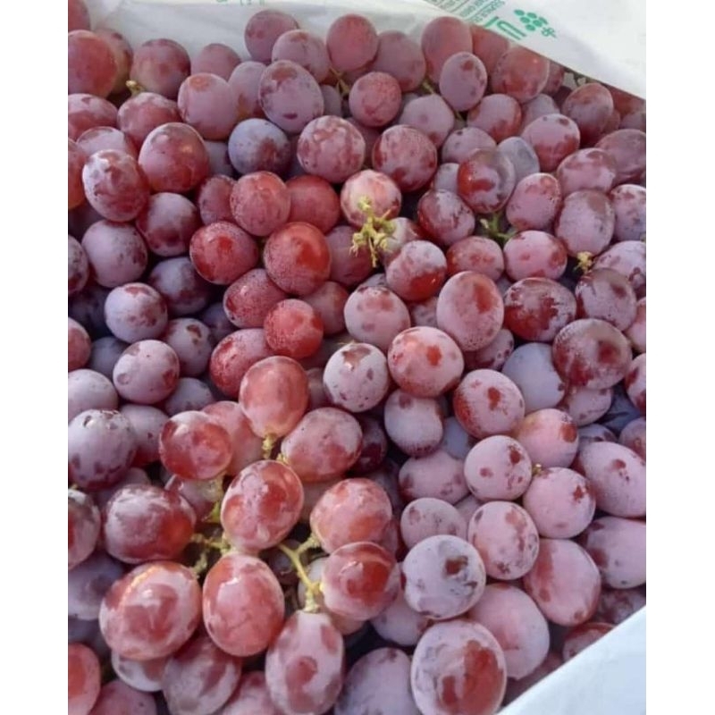 

Anggur Merah Australia