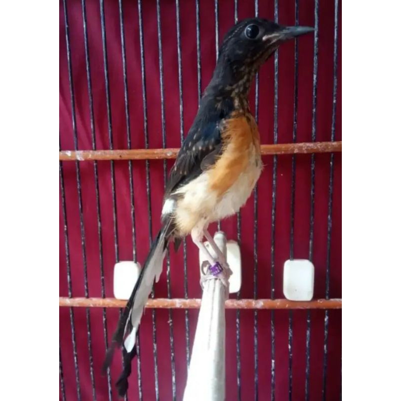 murai trotol jantan super trah juara/prestasian