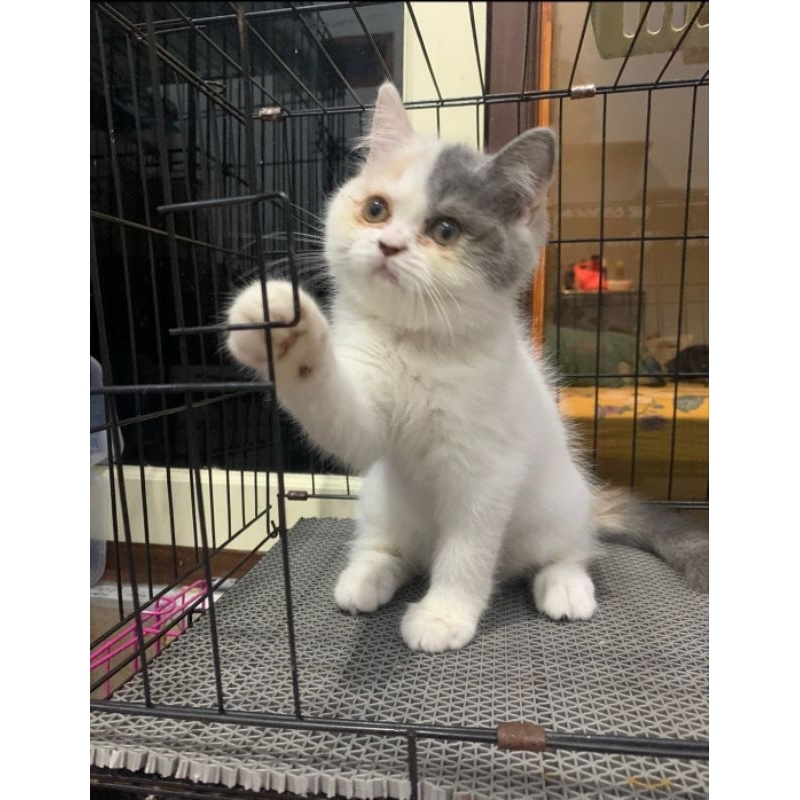 kitten BSH calico
