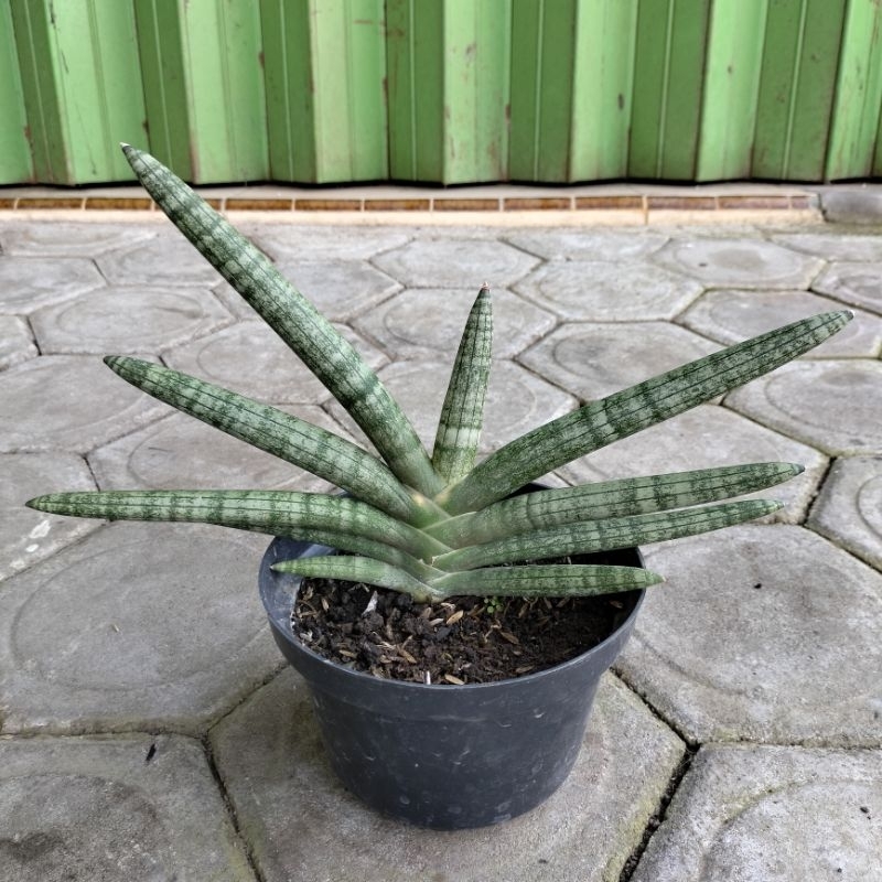 Sansevieria Boncel