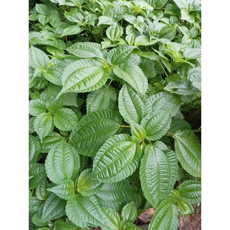 

Daun lalapan pohpohhan 1kg