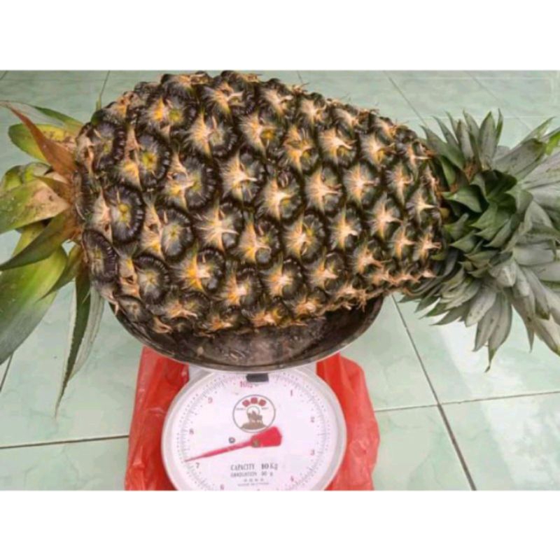 Bibit Nanas super jumbo bibit nanas madu palembang/lampung