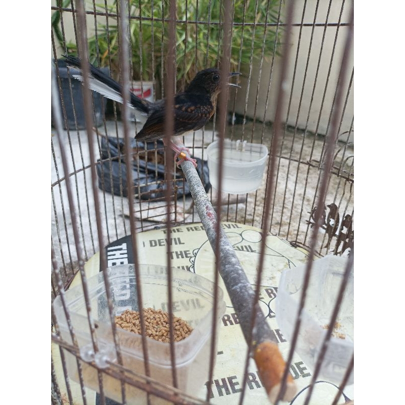 MURAI BATU RING AB BF