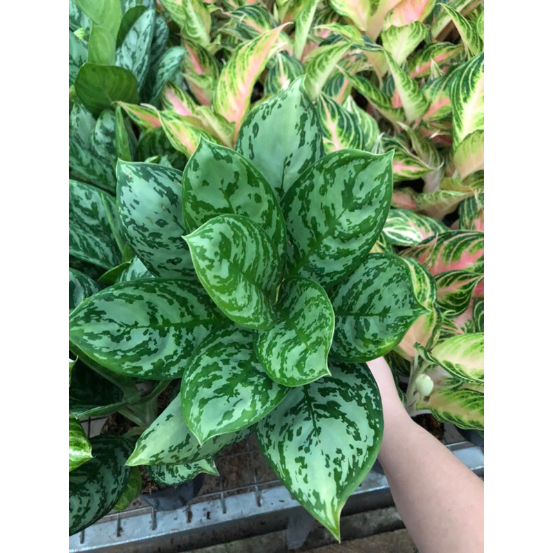 Aglaonema Green Compacta