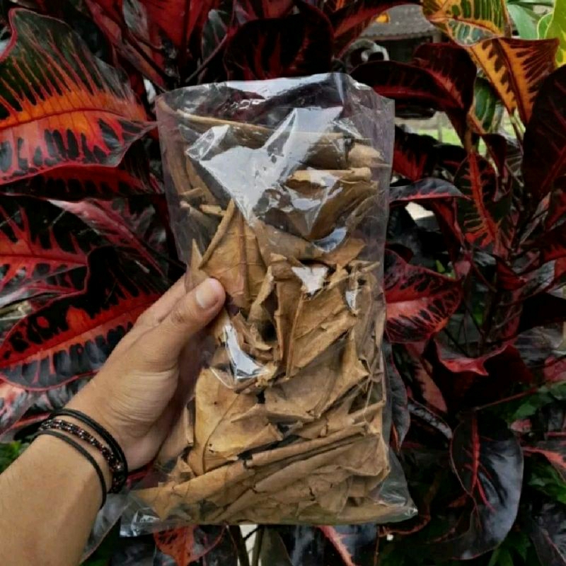 

KETAPANG OLAHAN KERING (FERMENTASI)