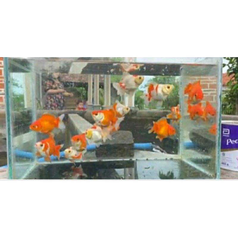 

ikan maskoki Oranda red white (5ekor)