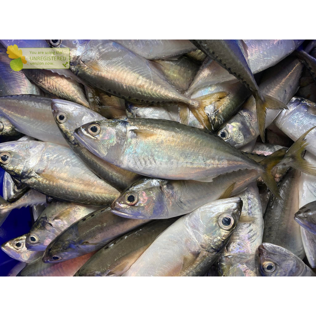 

Ikan Kembung Segar Kembung Gepeng 1Kg