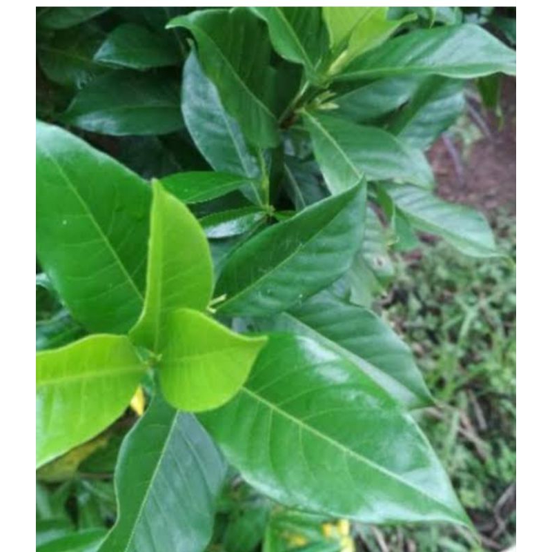 

Daun kaca piring organik berat 100g untuk obat herbal