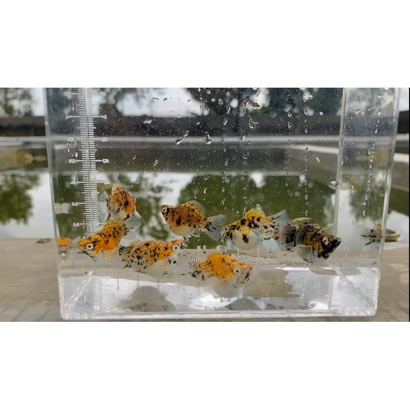 [ GARUT ] Molly Calico Balon Cawang