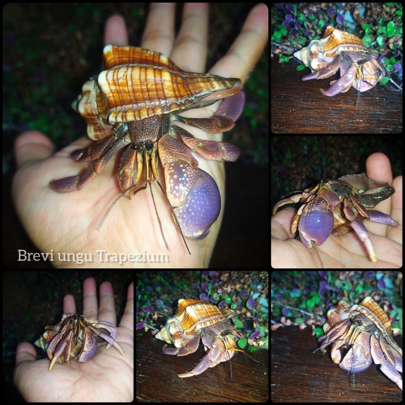 Mainan edukatif Paket 4 Ekor Brevi size L unisex