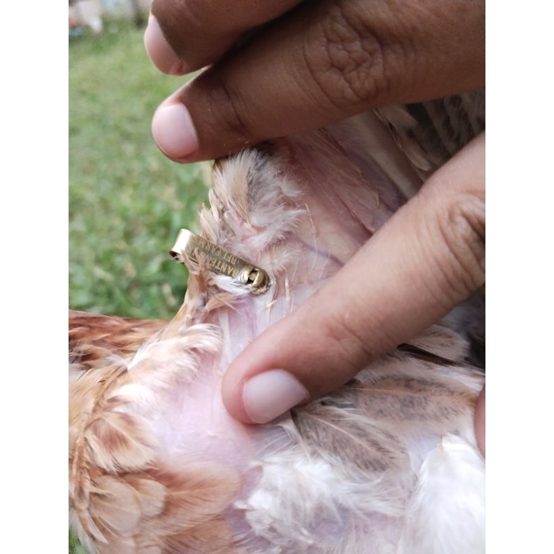wing band dan gelang ayam penanda pada ayam di sayap model import jiffy